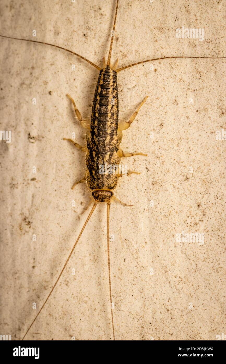Four-lined silverfish (Ctenolepisma lineatum) close up picture at night Stock Photo