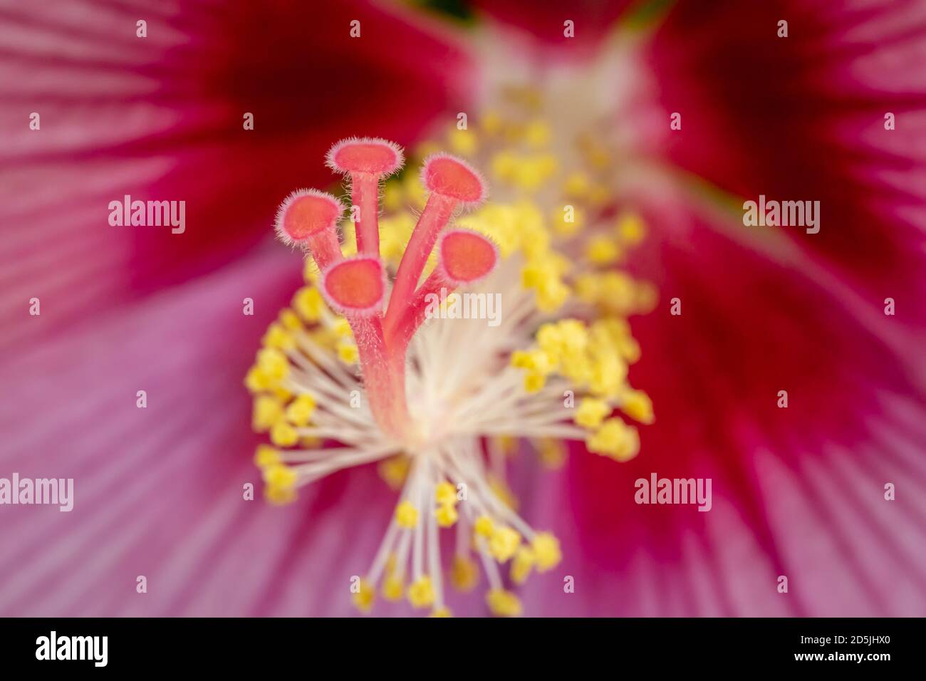 Photo blooming hibiscus flower hi-res stock photography and images - Alamy