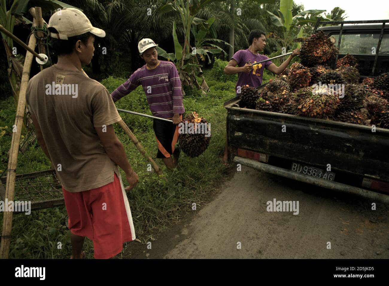 People loading freshly harvested oil palm fruits onto a pick-up truck in rural area of Bengkulu province, Sumatra, Indonesia. Stock Photo