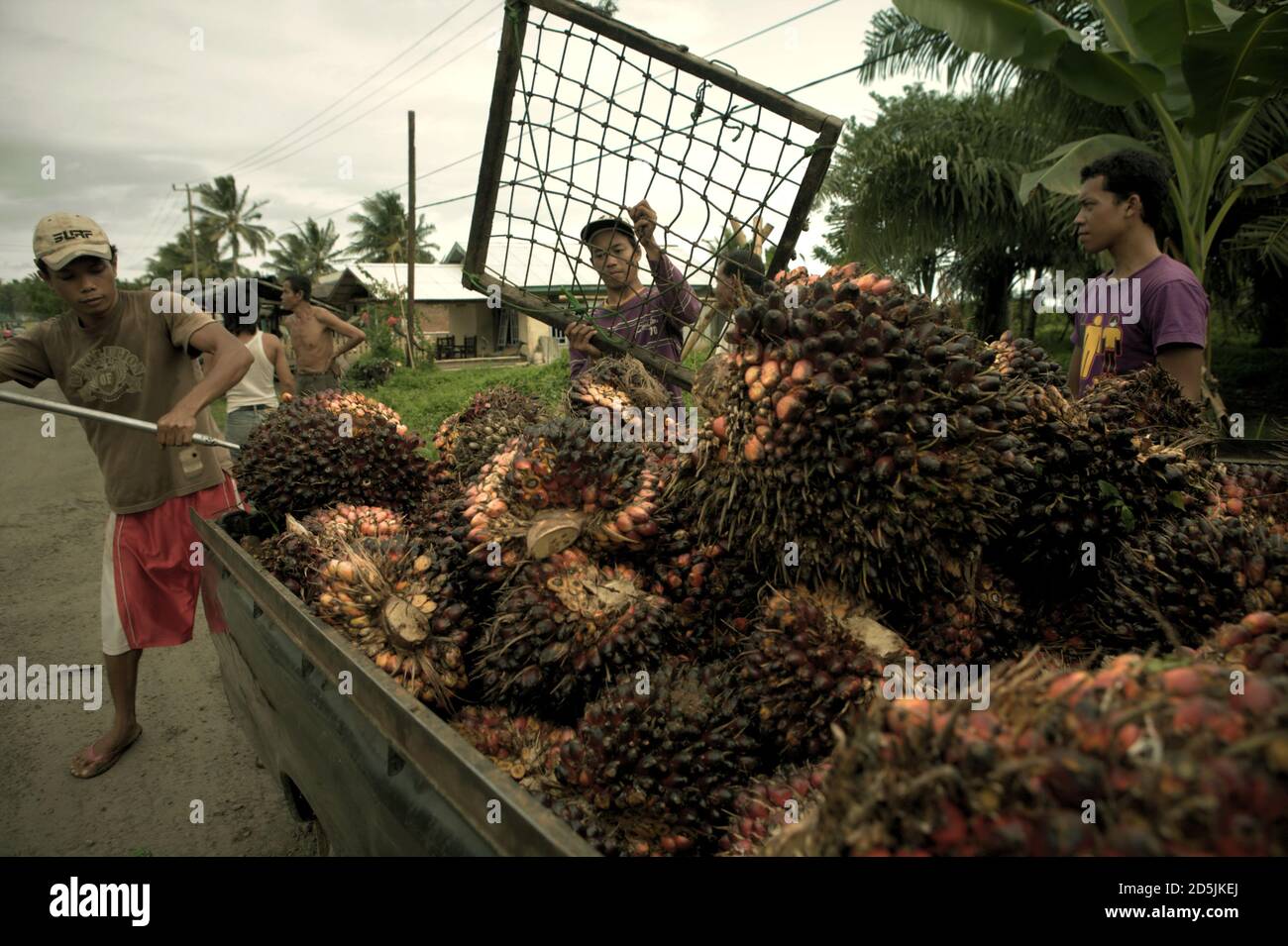 People loading freshly harvested oil palm fruits onto a pick-up truck on the side of a road in Bengkulu province, Sumatra, Indonesia. Stock Photo