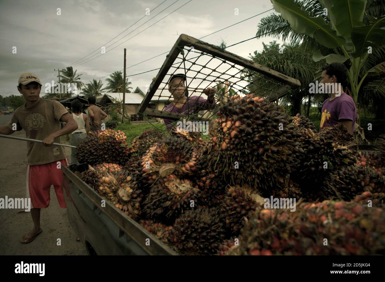 People loading freshly harvested oil palm fruits onto a pick-up truck on the side of a road in Bengkulu province, Sumatra, Indonesia. Stock Photo