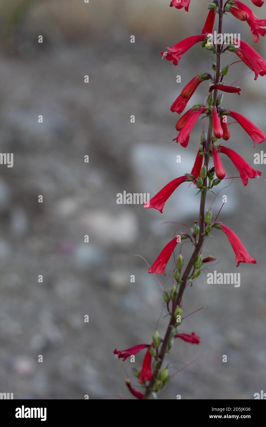 Red raceme inflorescences, Eaton Fireflower, Penstemon Eatonii ...