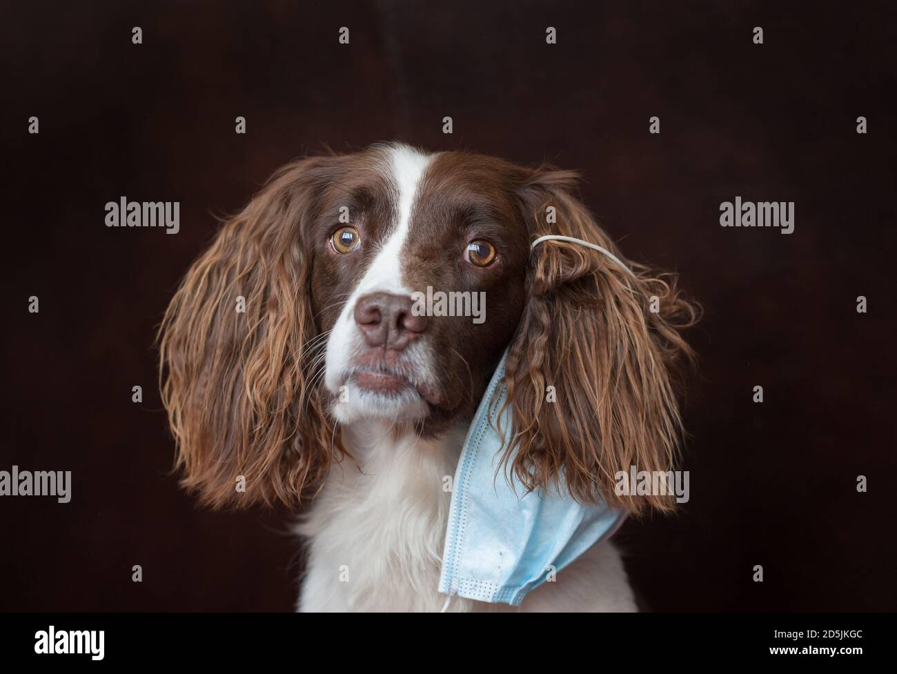 People wearing dog masks hi-res stock photography and images - Alamy