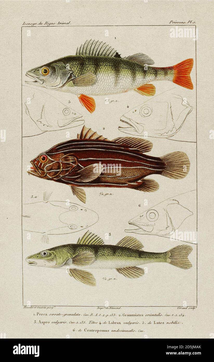 Antiques handmade pictures of fishes. From French book of 19th century. 1. Perch (Perca) 2. Grammiste Oriental; Grammistes orientalis. n. 3. Apron pro Stock Photo