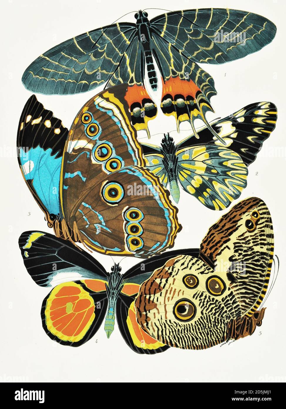 Butterflies: twenty phototype boards colored to the pattern. PL.II 1. Armandia lidderdali (Sikkim) 2. Catasticta teutila (Mexico) 3. Morpho achillaena Stock Photo