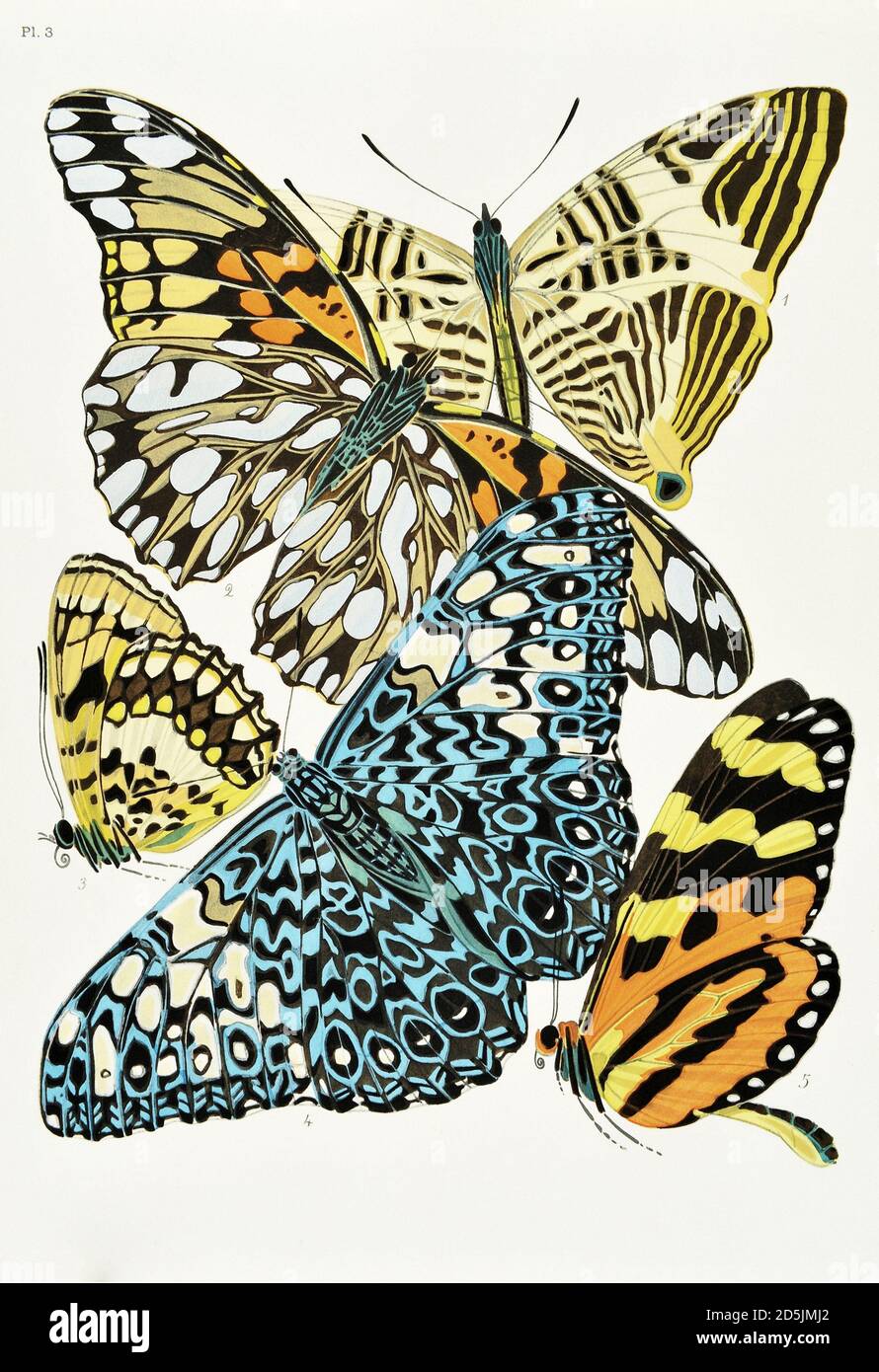 Butterflies: twenty phototype boards colored to the pattern. PL.III 1. Gynaecia dirce (Amazonia) 2. Dione moneta (Peru) 3. Bibla antavara (Madagascar) Stock Photo