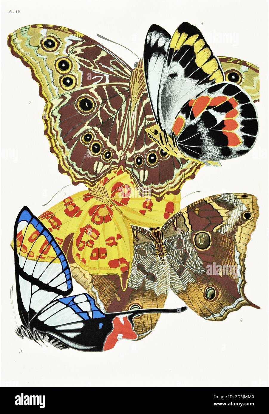 Butterflies: twenty phototype boards colored to the pattern. PL XV 1. Delias harpalyce (Australia) 2. Morpho deidamia (Giana) 3. Anteros bracteata (Gu Stock Photo