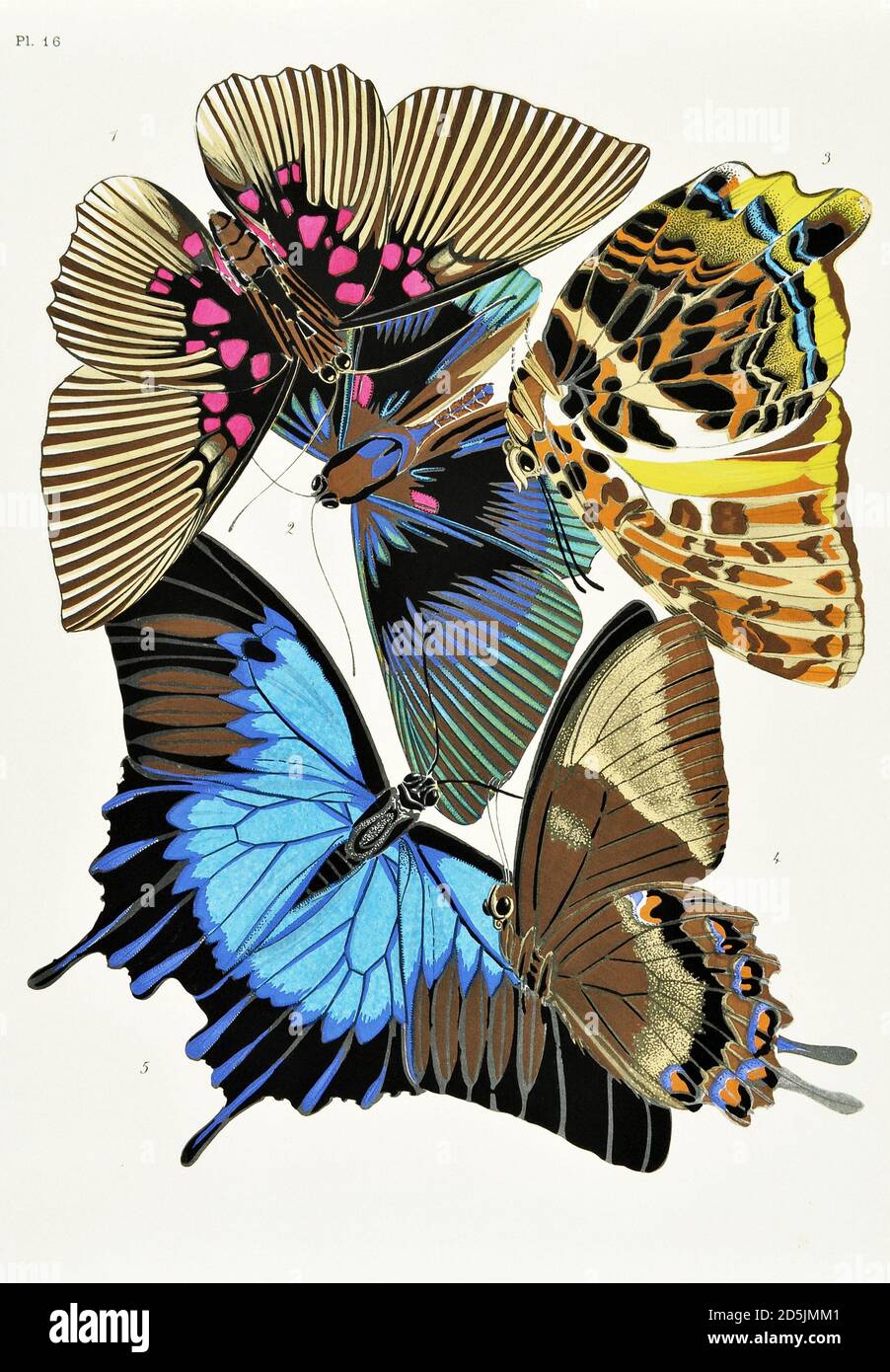 Butterflies: twenty phototype boards colored to the pattern. PL XVI 1. Lyropterix apollonia (Columbia) 3. Prothcoe Calydonia (Malacca) 4. Papilio ulys Stock Photo