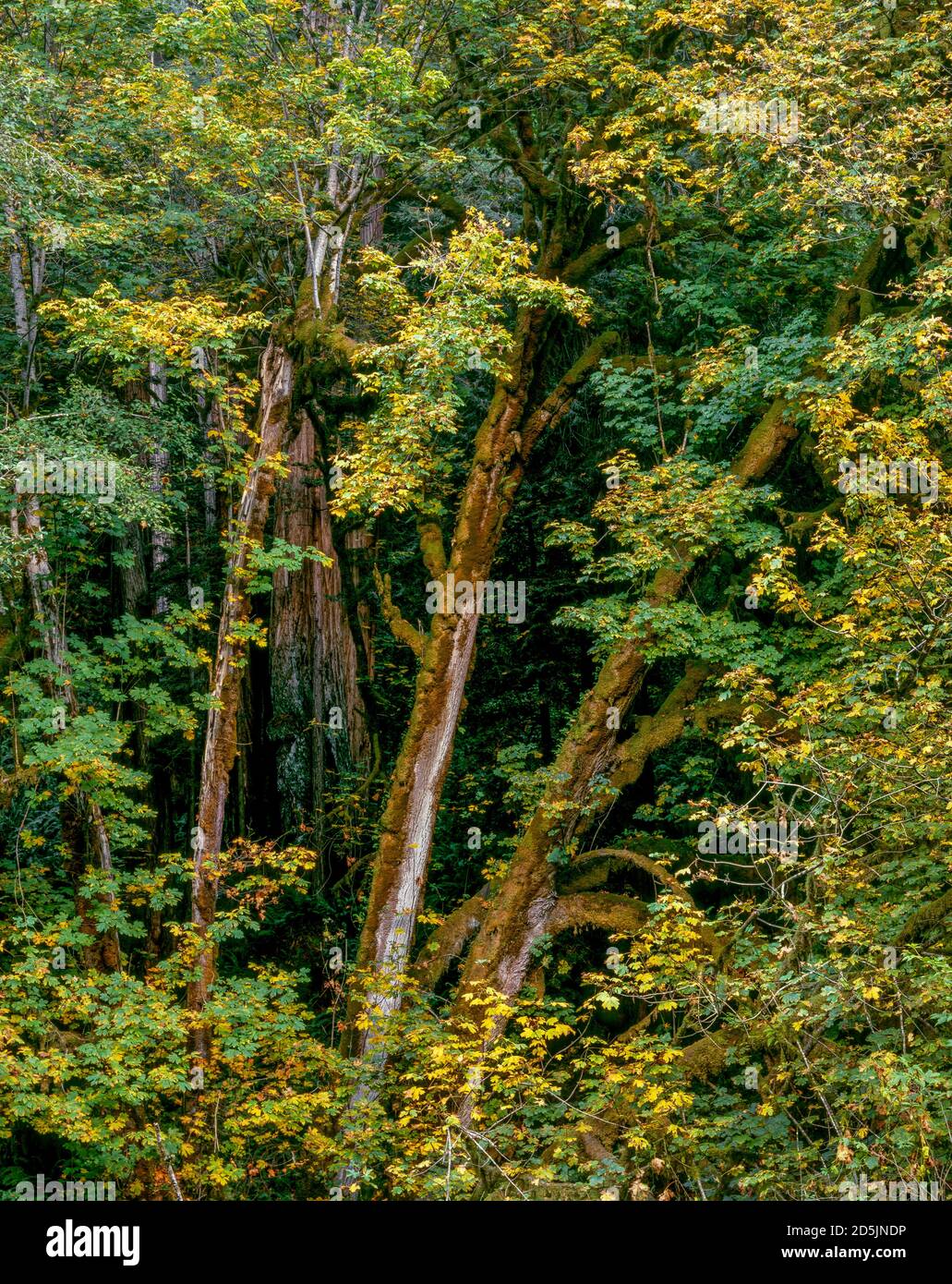 Large Leaf Maple, Redwood Creek, Redwood National and State Parks
