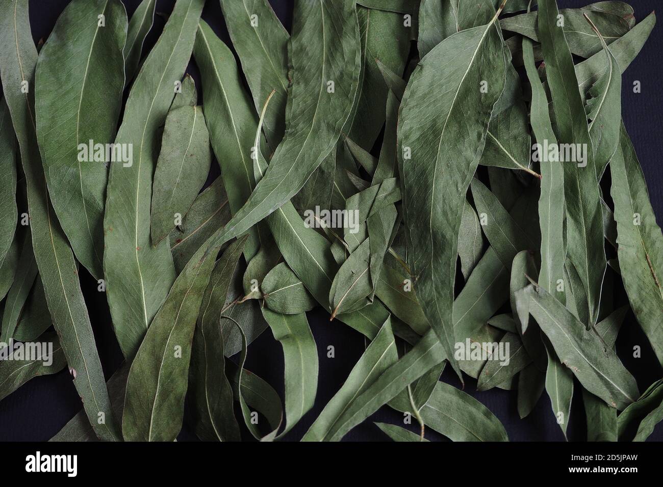 Dried eucalyptus leaves on a black background Stock Photo Alamy
