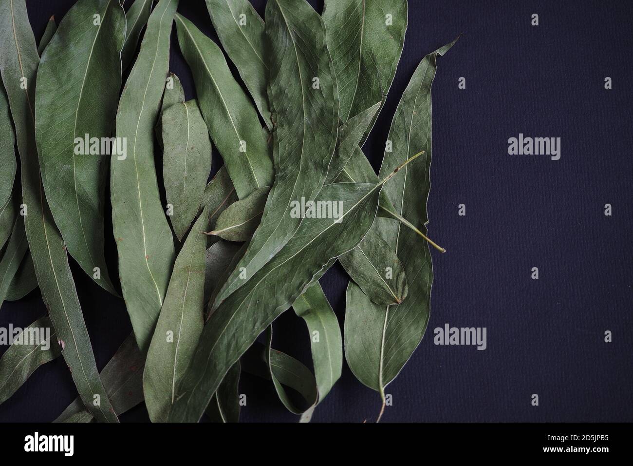 Dried eucalyptus leaves on a black background Stock Photo Alamy