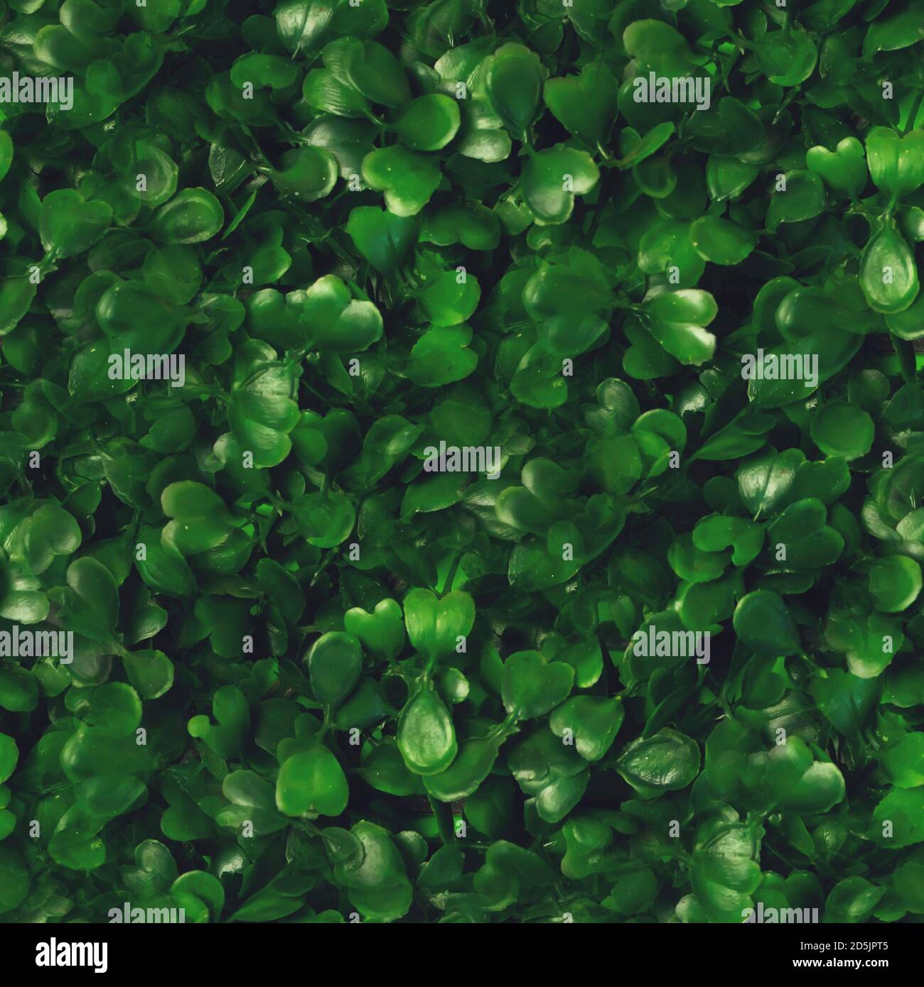 Seamless pattern green grass texture background. Starweed -winterweed, chickweed, satinflower, Stellaria media- plants. Good green leaves. Green backg Stock Photo