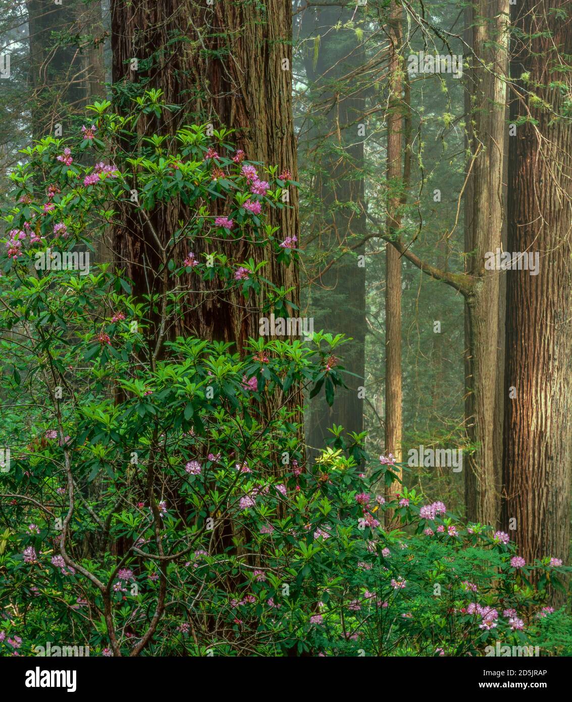 Rhododendron Bloom, Del Norte Redwoods, Redwood National and State Parks, California Stock Photo