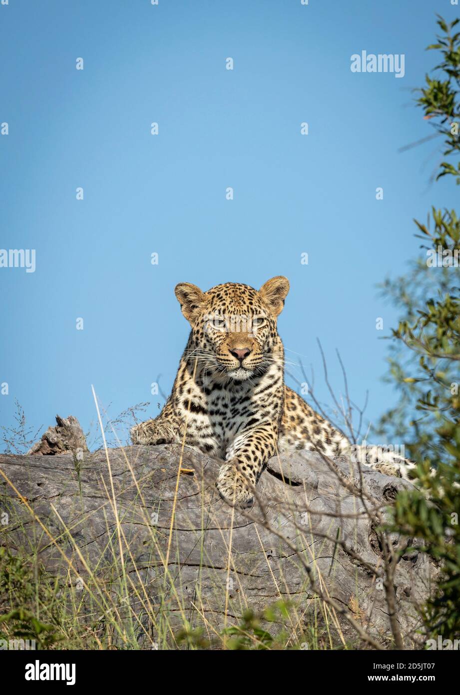 Leopard On Log High Resolution Stock Photography And Images Alamy