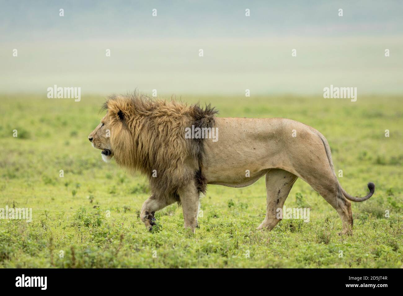 African lion male walking hi-res stock photography and images - Alamy