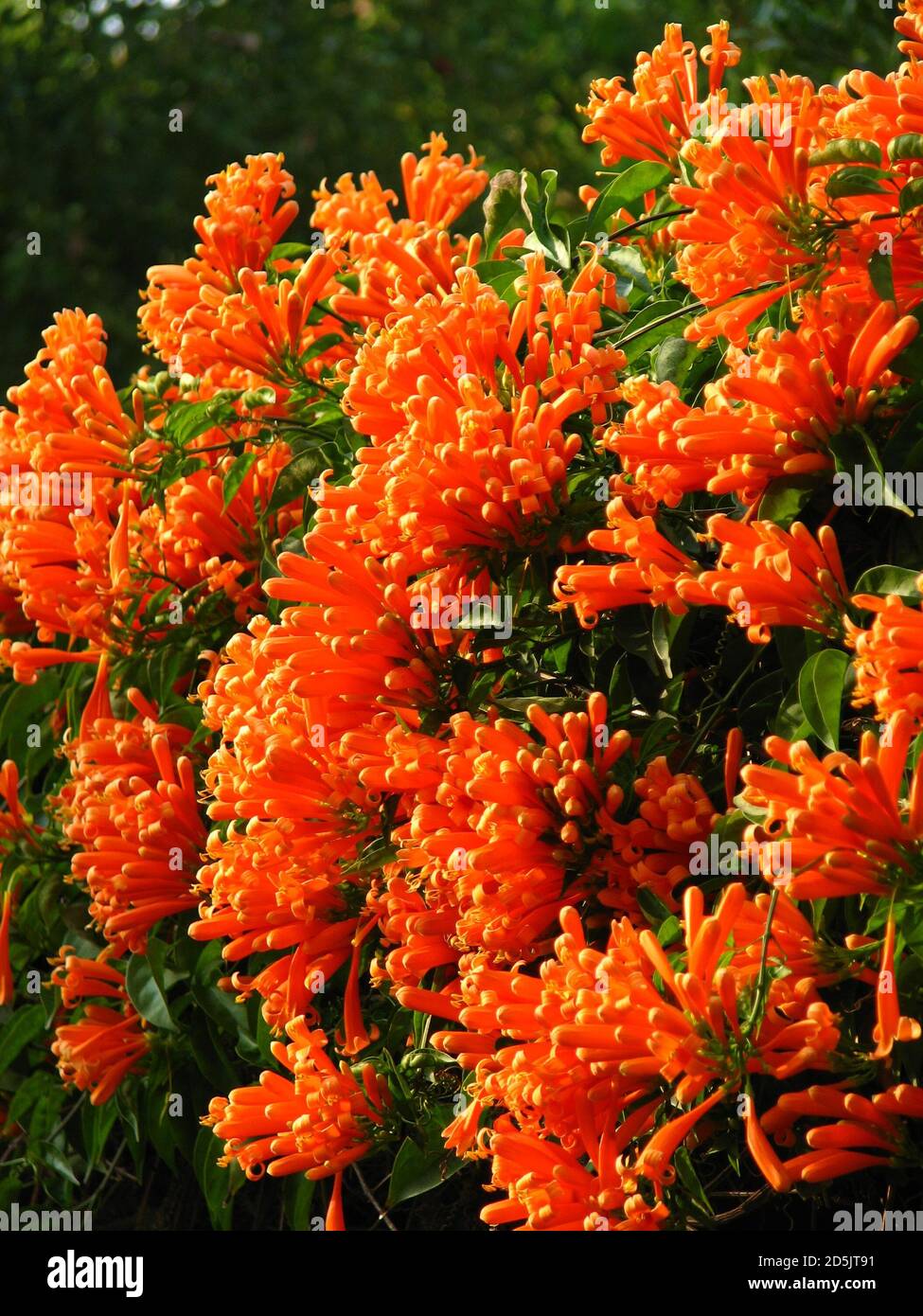Beautiful shot orange colored hi-res stock photography and images - Alamy