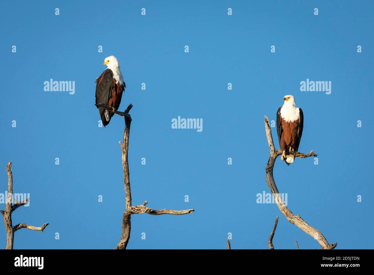 Two African fish eagles siting in dead tree with blue sky in the background in Chobe River in Botswana Stock Photo