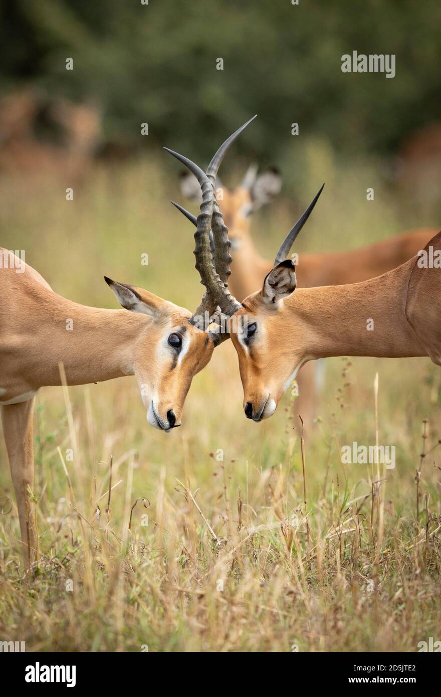 Vertical close up on heads of two impalas fighting in Savuti in Botswana Stock Photo