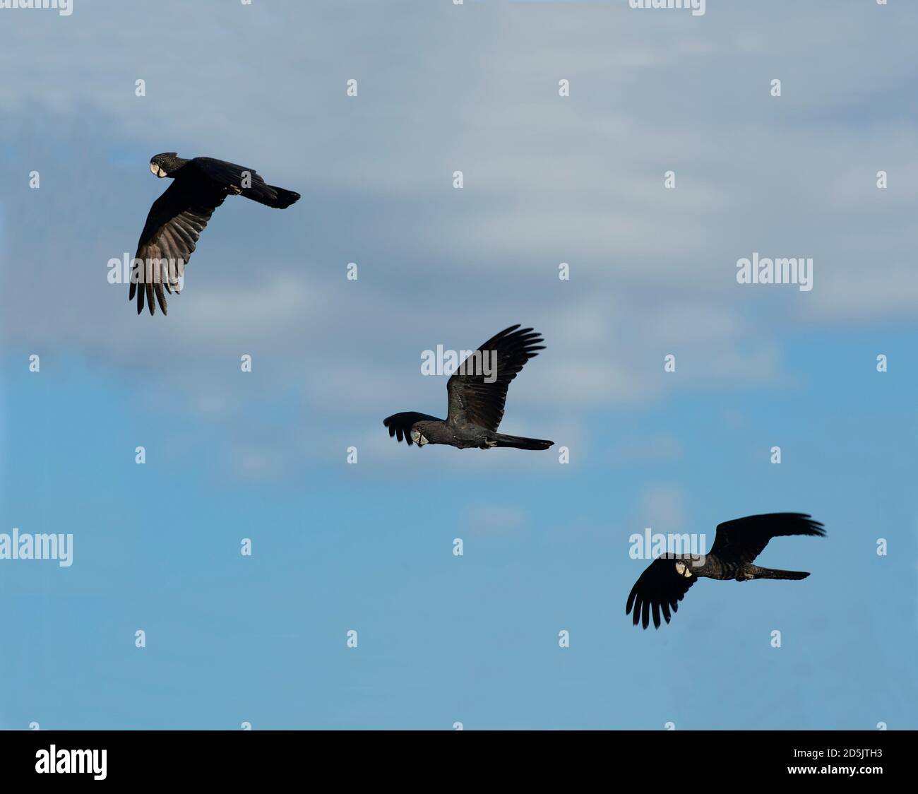 Three Redtailed Black Cockatoos (Calyptorhynchus banksii) in flight