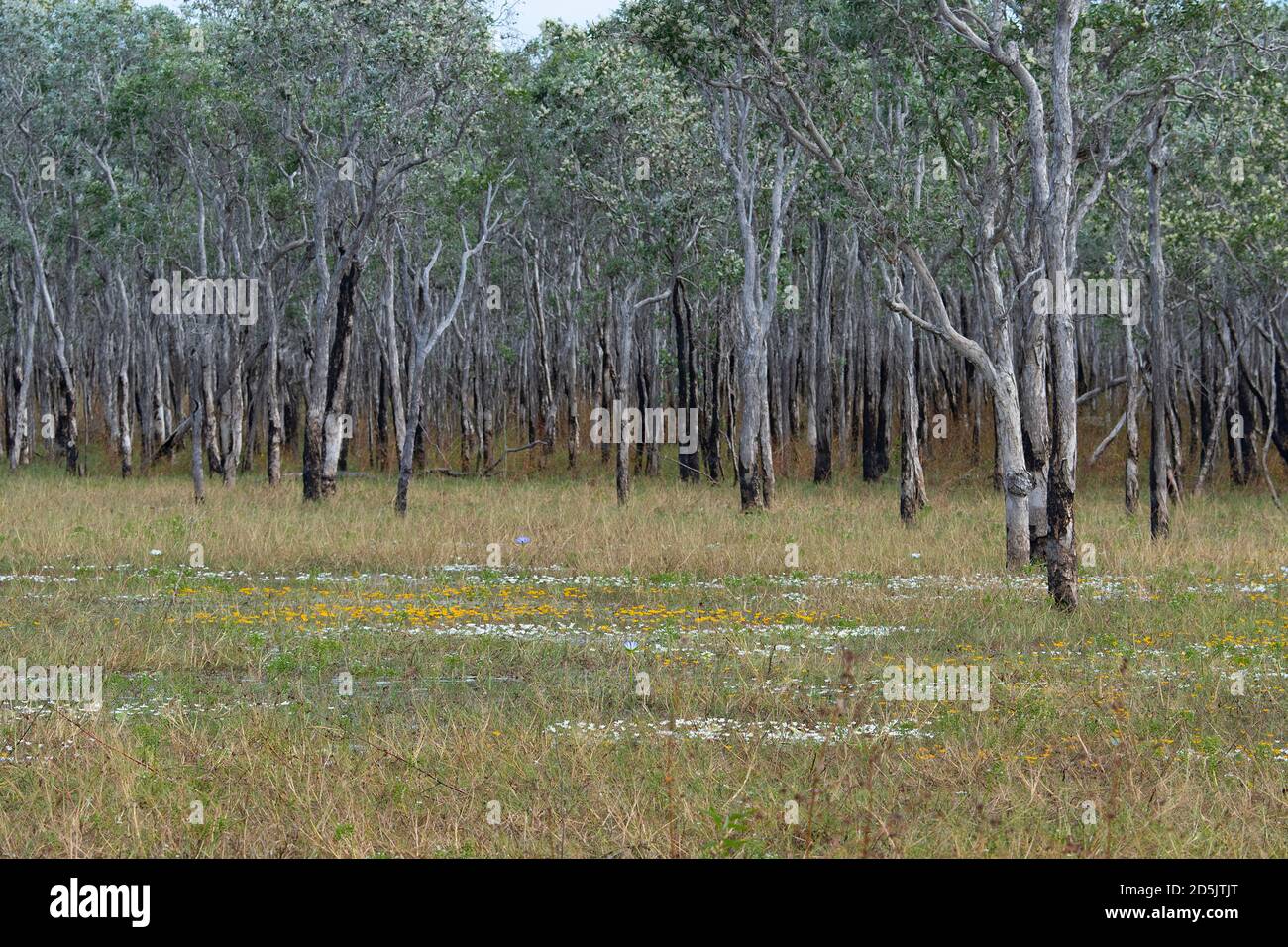 Paperbark Trees growing in the water at Flying Fox Swamp, Lorella Springs Wilderness Park, Northern Territory, NT, Australia Stock Photo