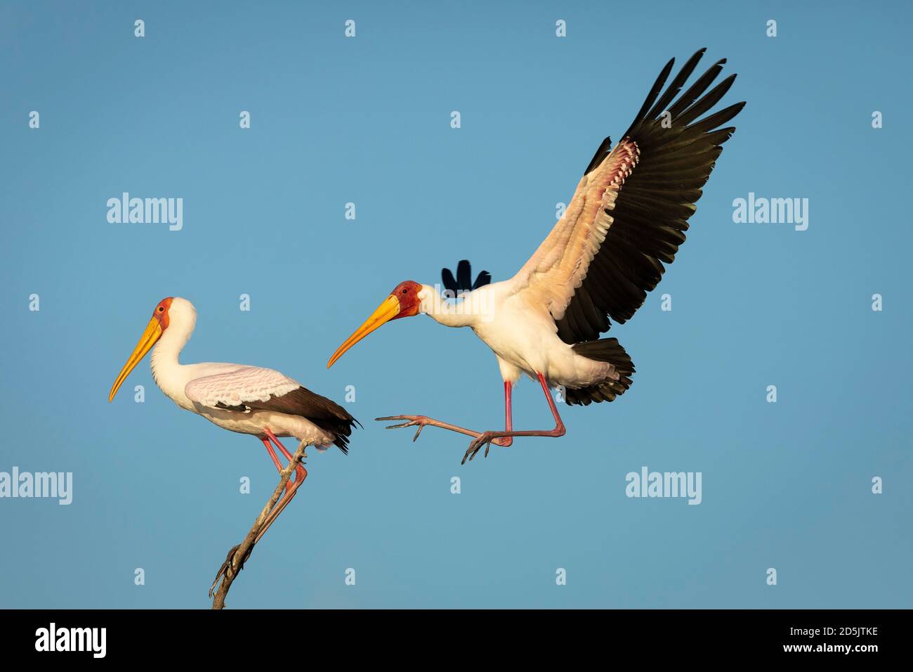Two yellow billed horn bill in Chobe River with blue sky in the background in Botswana Stock Photo