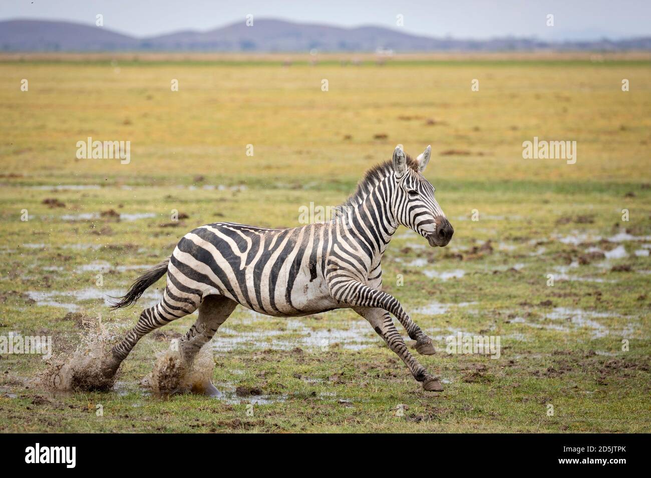 Zebra running through muddy grass in Amboseli National Park in Kenya Stock Photo