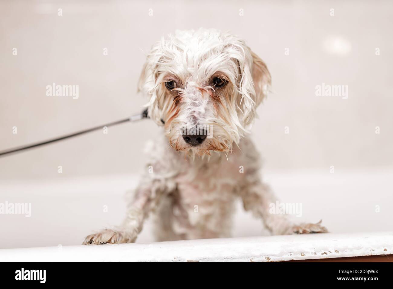 Purebreed white Bichon puppy showering in bath by pet beautician Stock