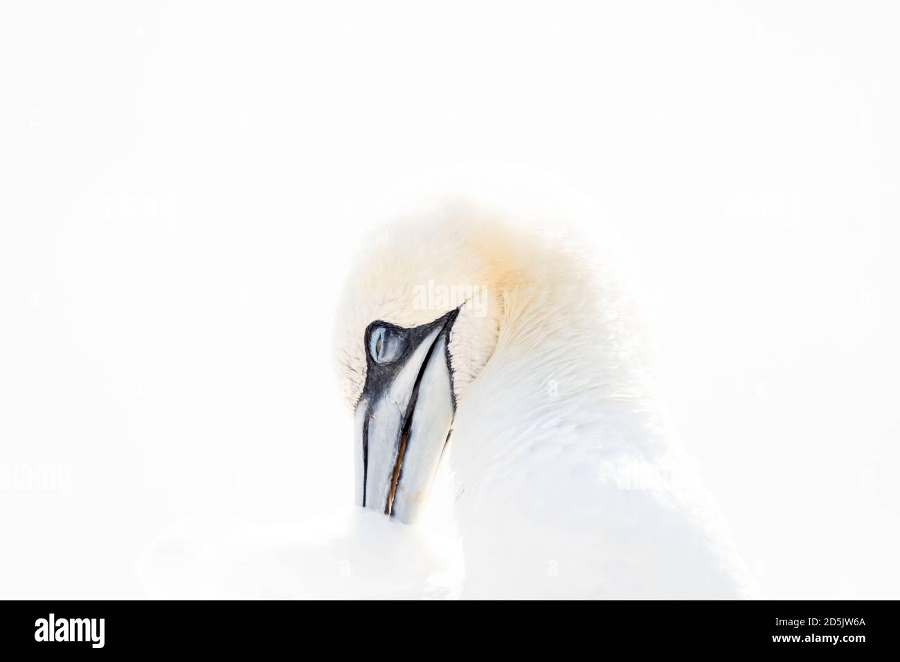 One wild bird in the wild, Northern Gannet on the island of Helgoland on the North Sea in Germany. In high-key Stock Photo