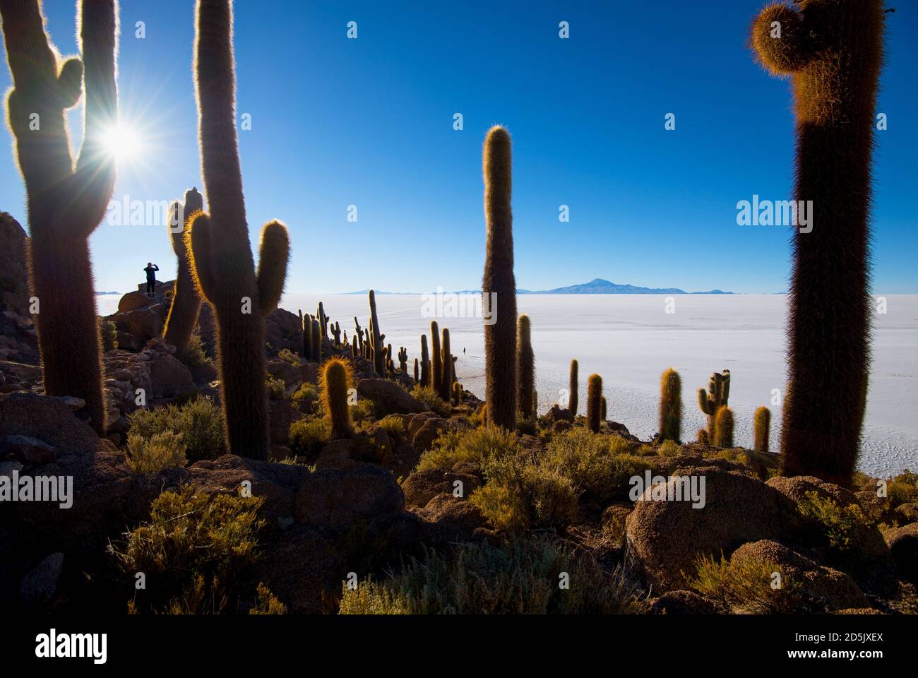 Cactus on Incahuasi island, salt flat Salar de Uyuni, Altiplano Stock ...