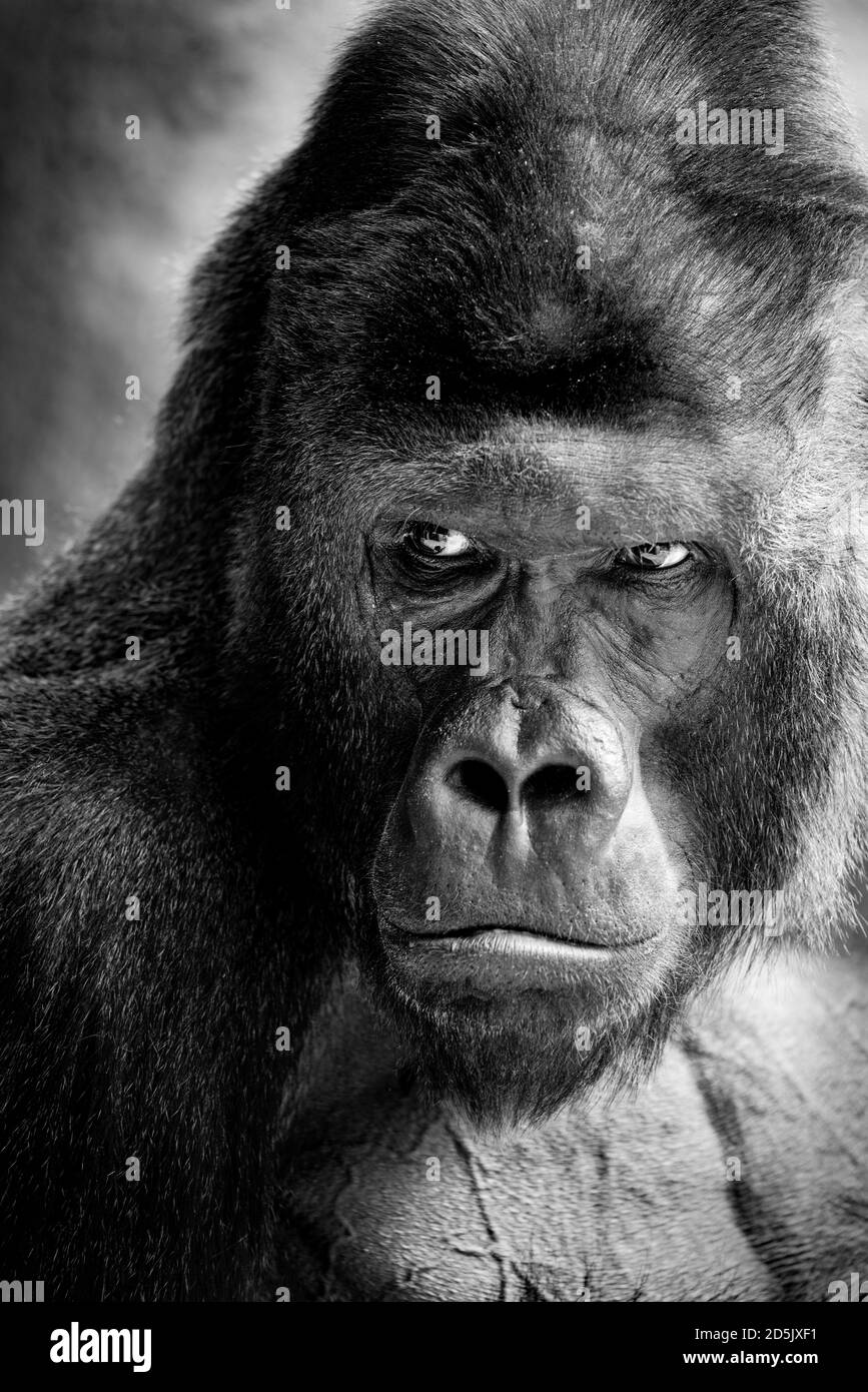 Portrait of a gorilla male - Chief of a gorilla family Stock Photo