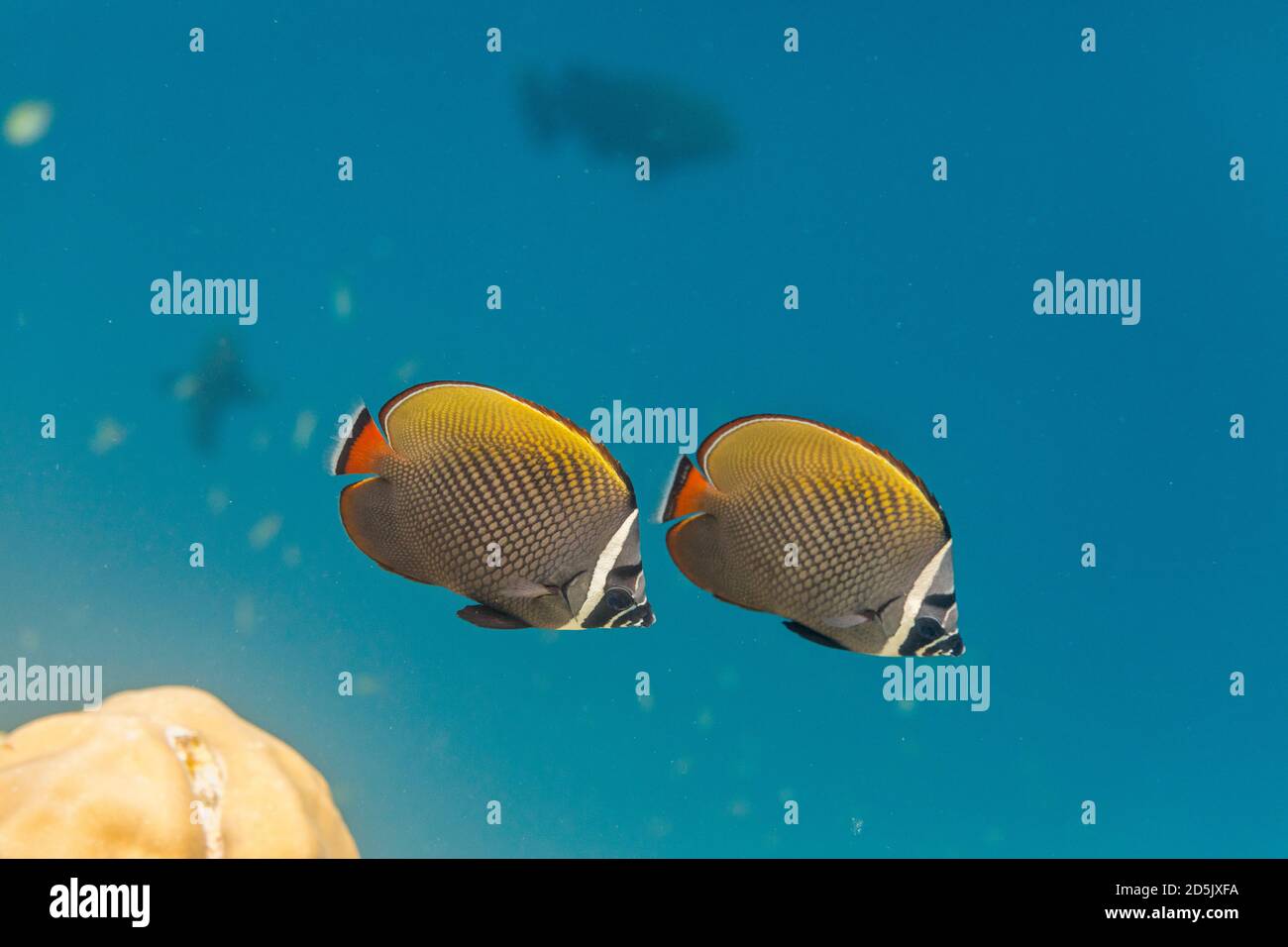 Head Banded Butterflyfish; Chaetodon collare; Maldives Stock Photo - Alamy