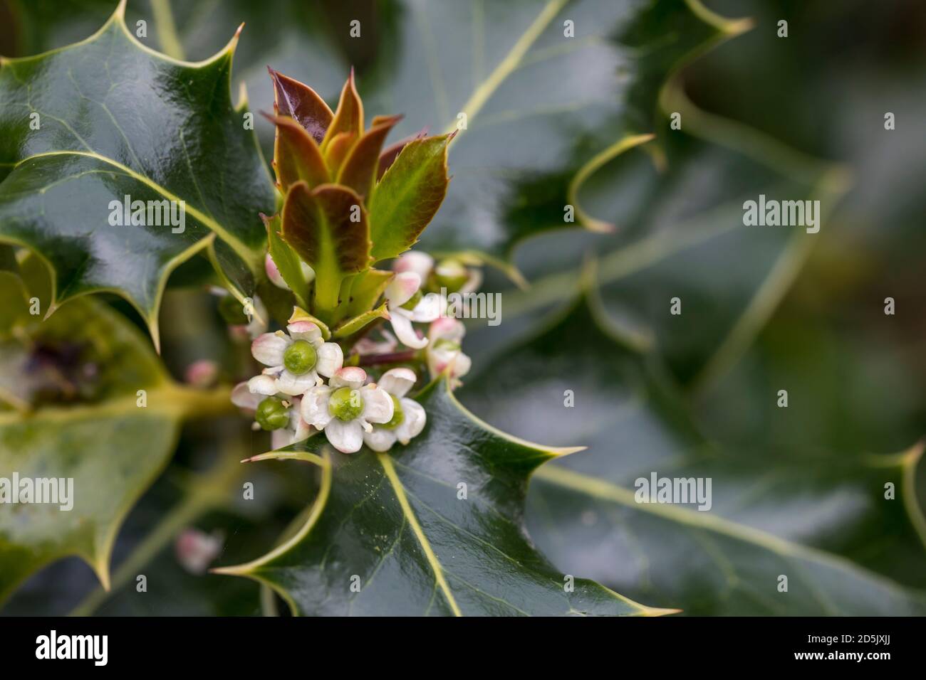 Holly tree flowers hires stock photography and images Alamy