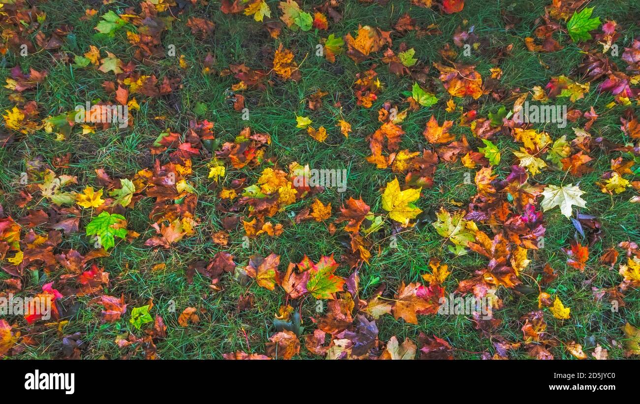 Maple leaves ground plant hi-res stock photography and images - Alamy