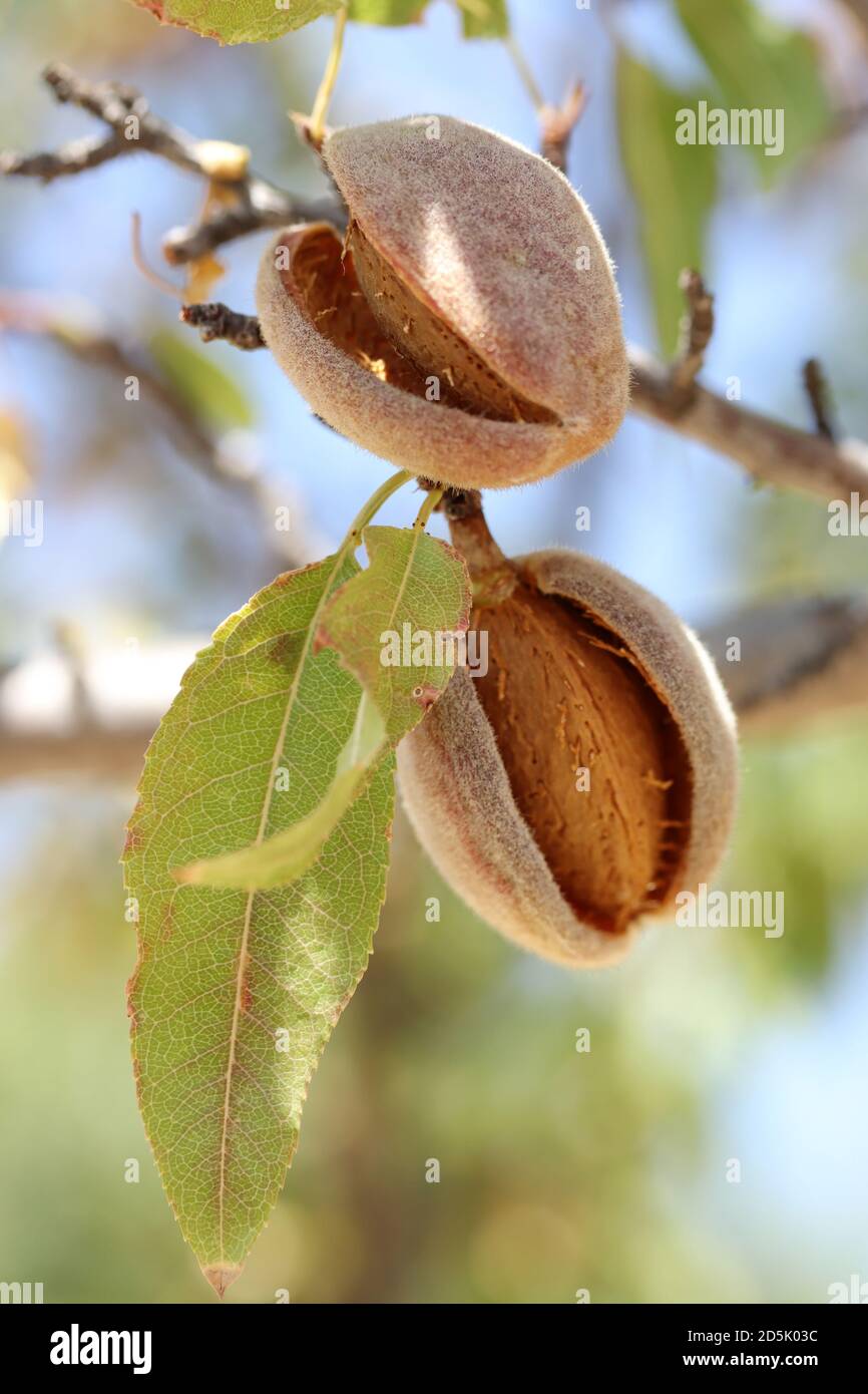 ripe almonds on the branch Stock Photo - Alamy