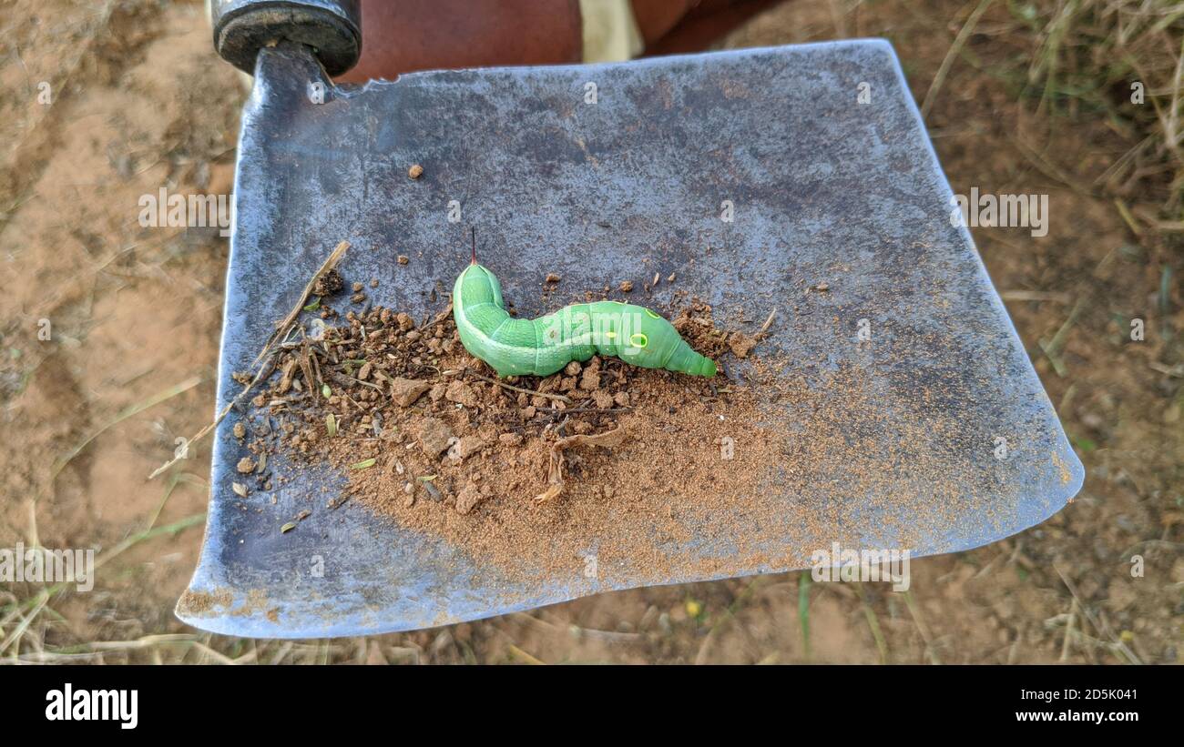Green Worms In Garden