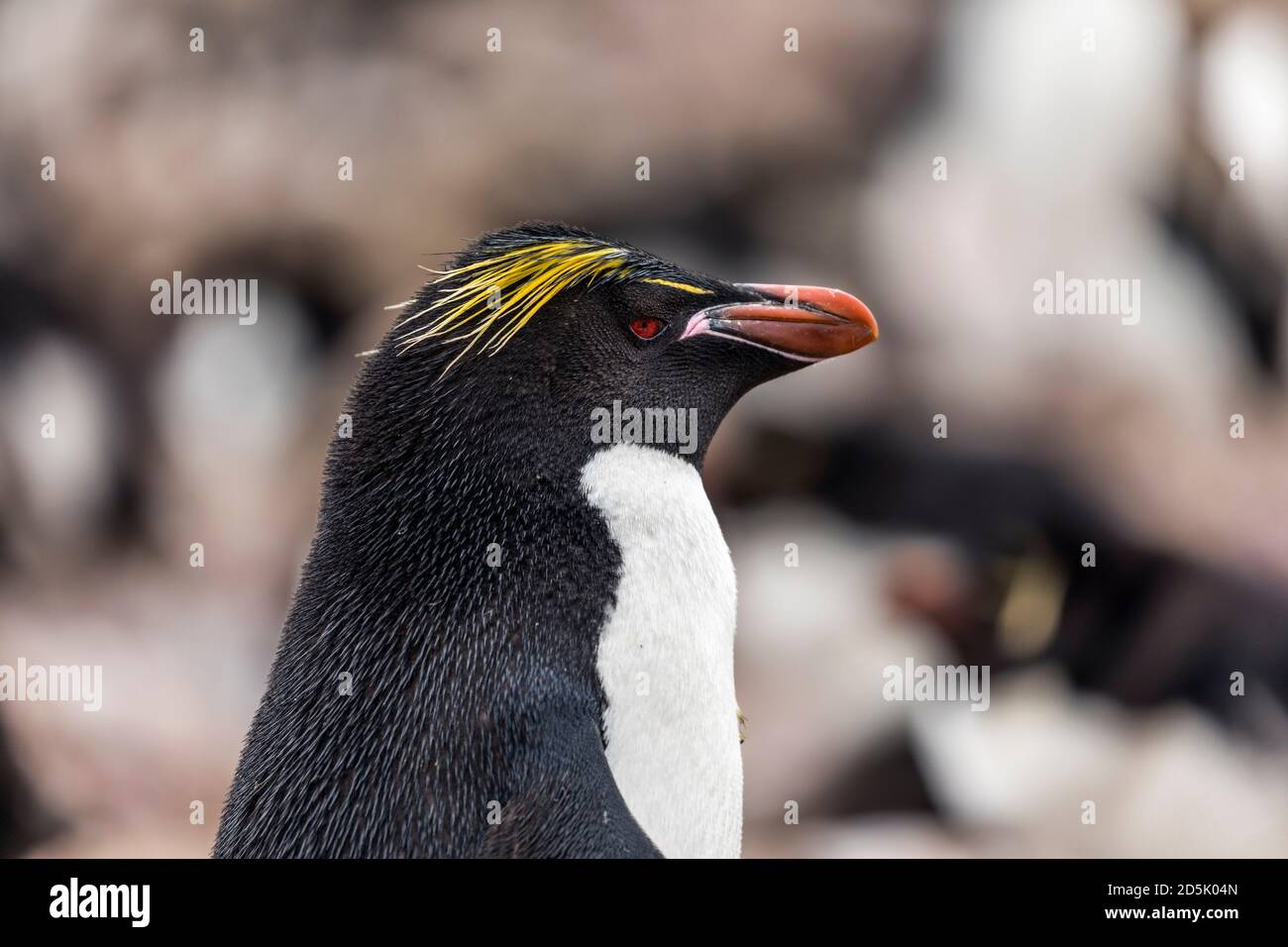 Macaroni Penguin; Eudyptes chrysolophus; Crossed with Southern Rockhopper; Falklands Stock Photo