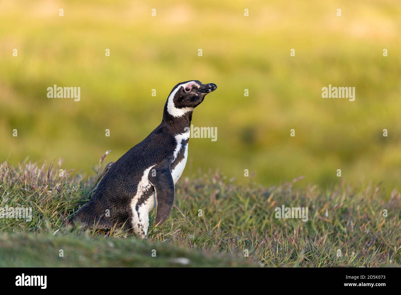 Magellanic Penguin; Spheniscus magellanicus; Outside Burrow; Falklands Stock Photo