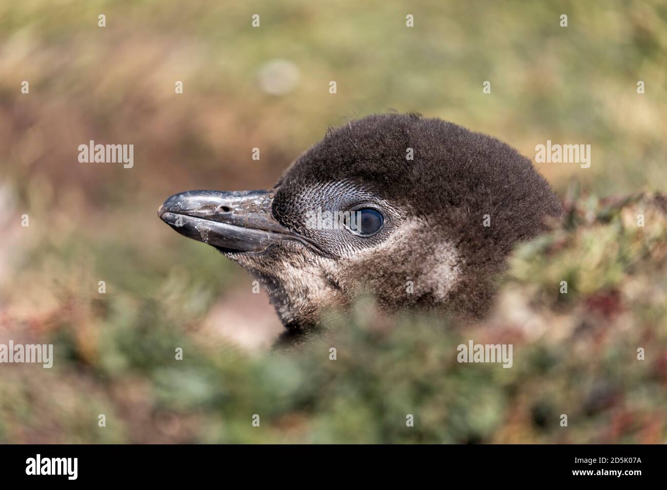 Magellanic Penguin; Spheniscus magellanicus; Chick Peering out of Burrow; Falklands Stock Photo