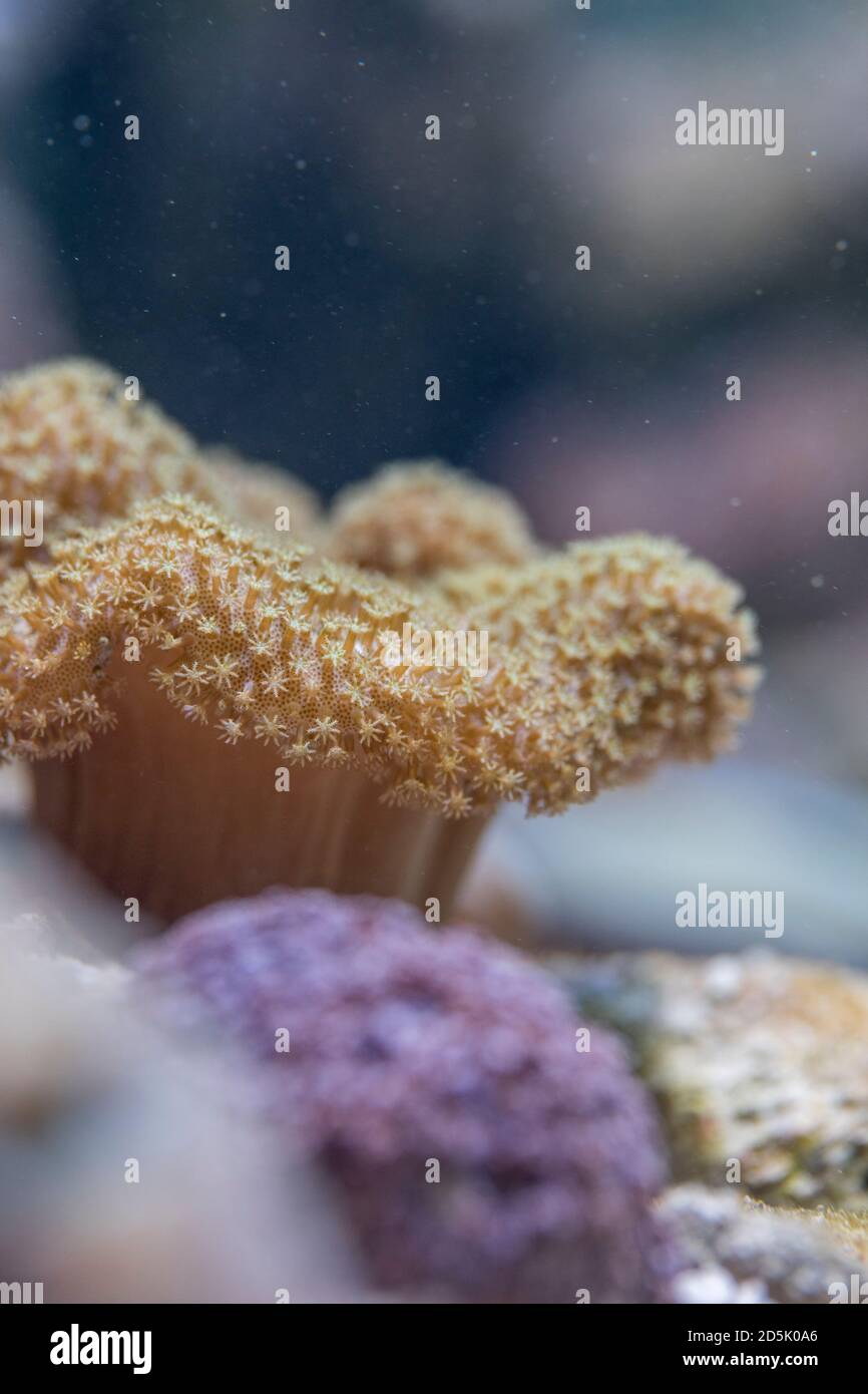 Coral; Seabed; Maldives Stock Photo