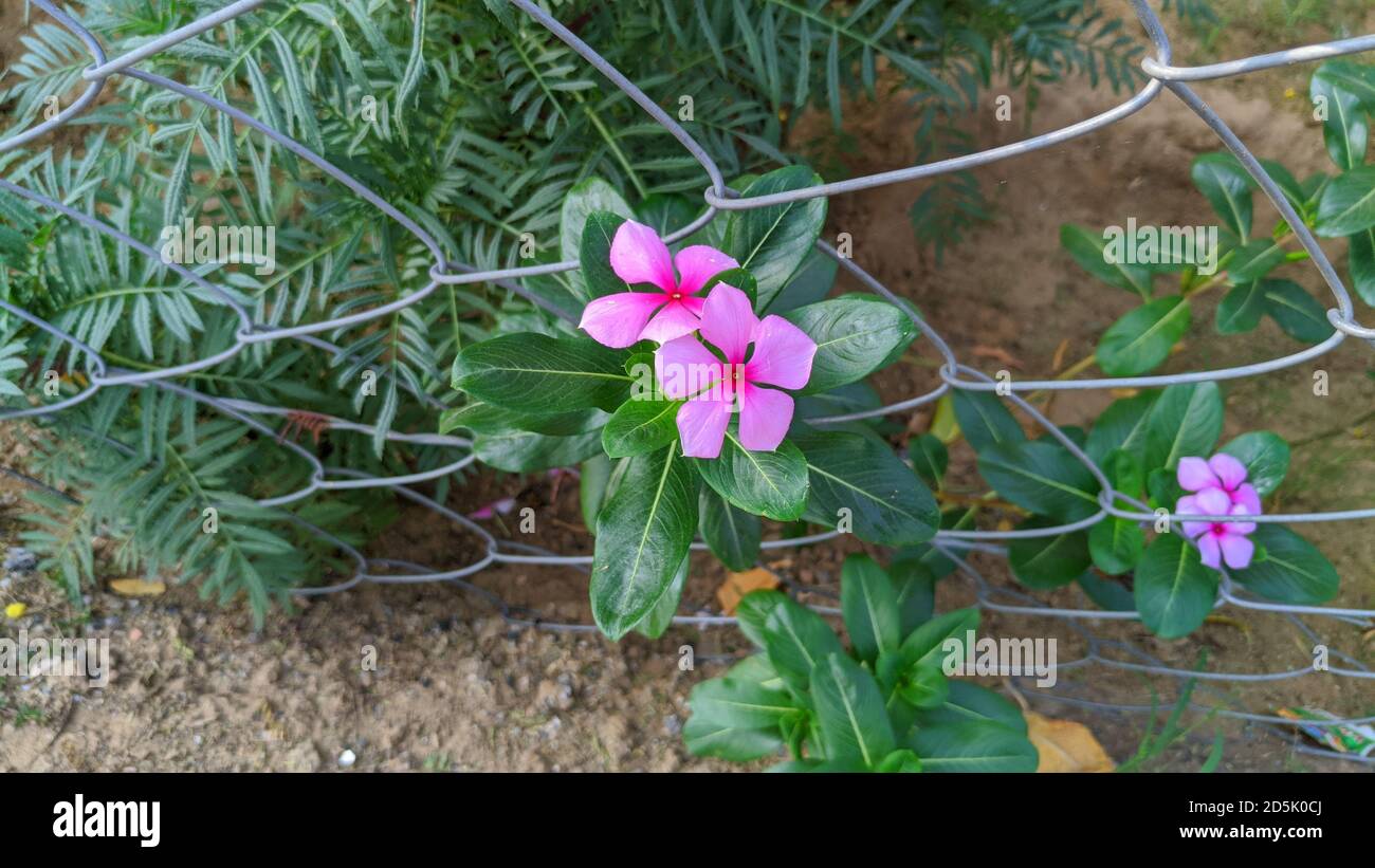 Sadabhar or rose periwinkle,Catharanthus roseus, commonly known as bright eyes, Cape periwinkle, graveyard plant, Madagascar periwinkle, old maid, pin Stock Photo