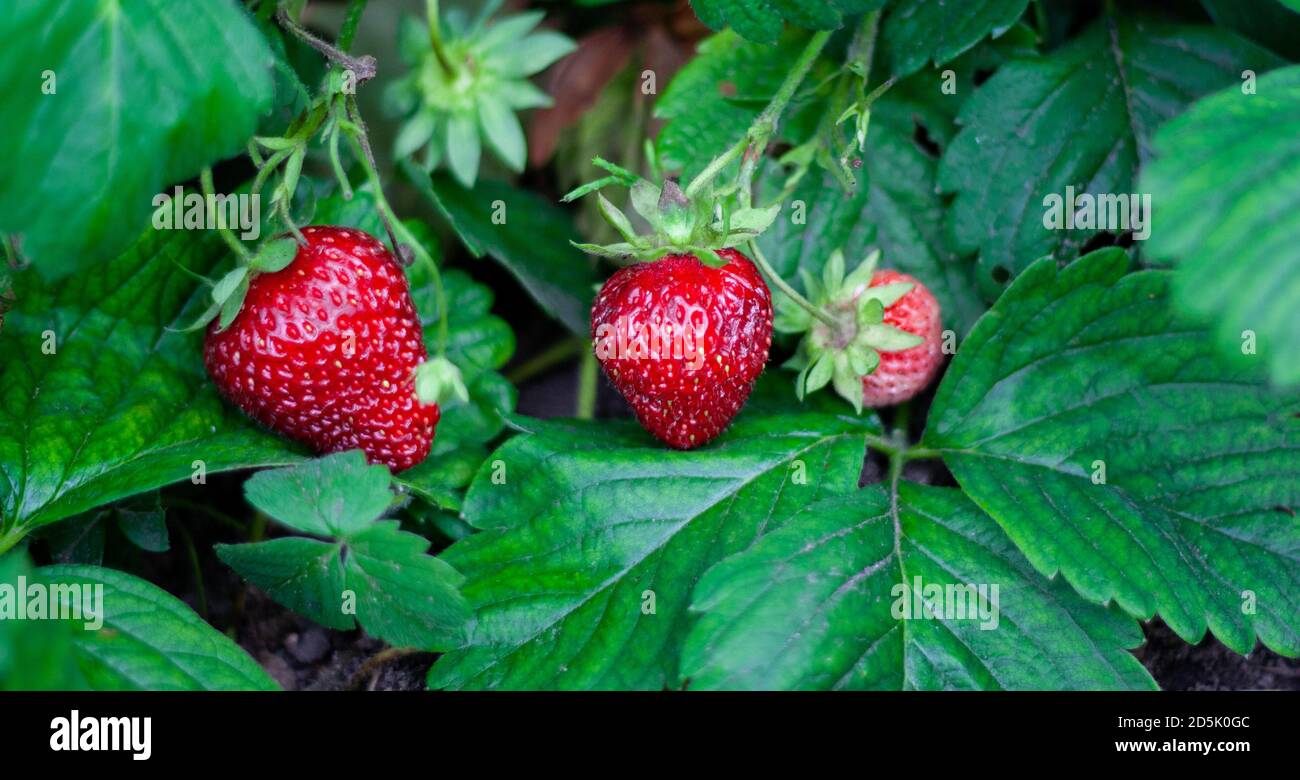 Strawberry Plant Strawberry Bush Strawberries In Growth At Garden Ripe Berries And Foliage Rows With Strawberry Plants Fruit Production Smart Ag Stock Photo Alamy