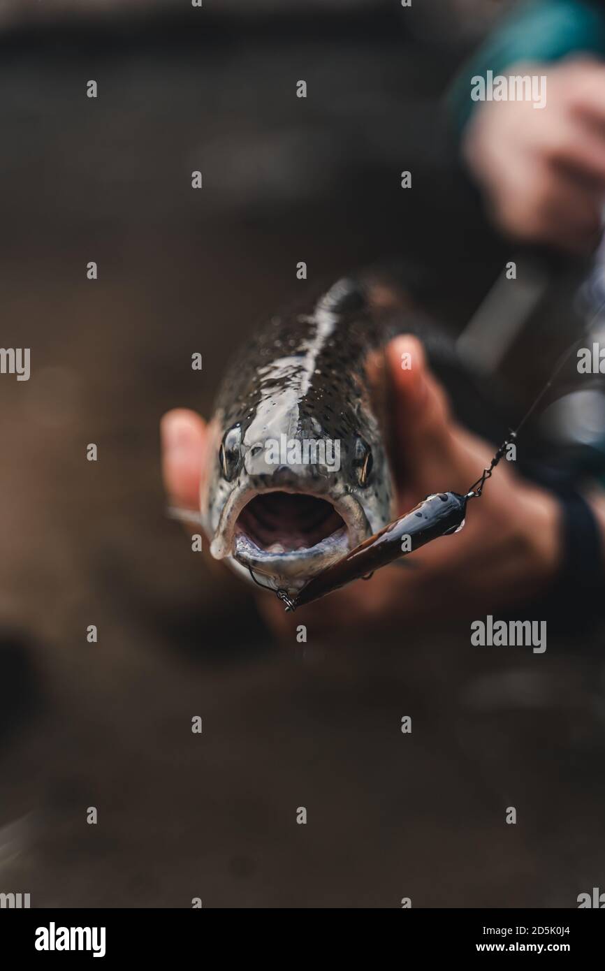 Fisherman holding his trophy in hands. Close up. Stock Photo
