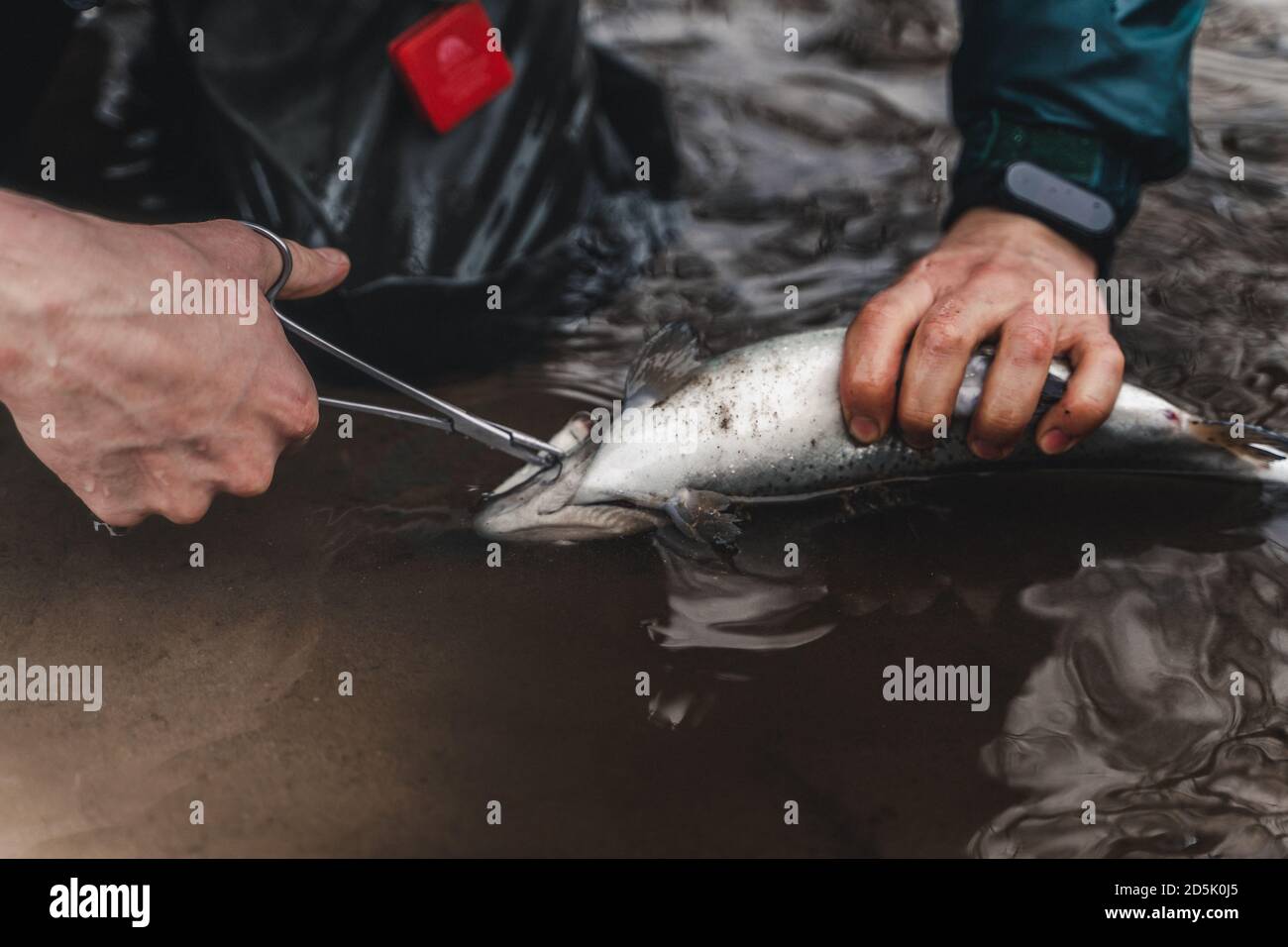 Fisherman removing hook from catched fish. Stock Photo