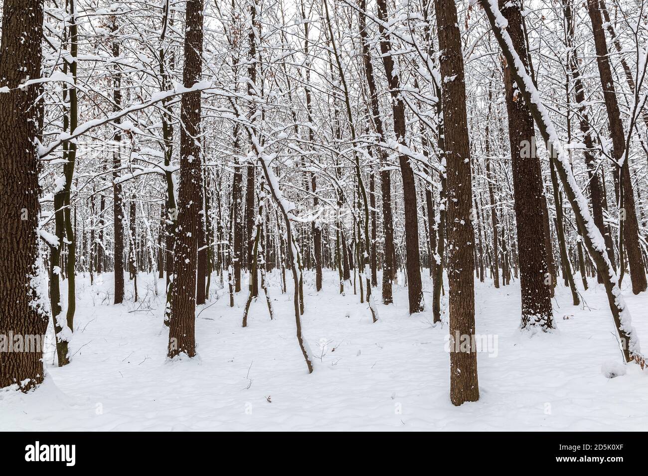 Winter forest. Trees under the snow. Nature. Landscape Stock Photo - Alamy
