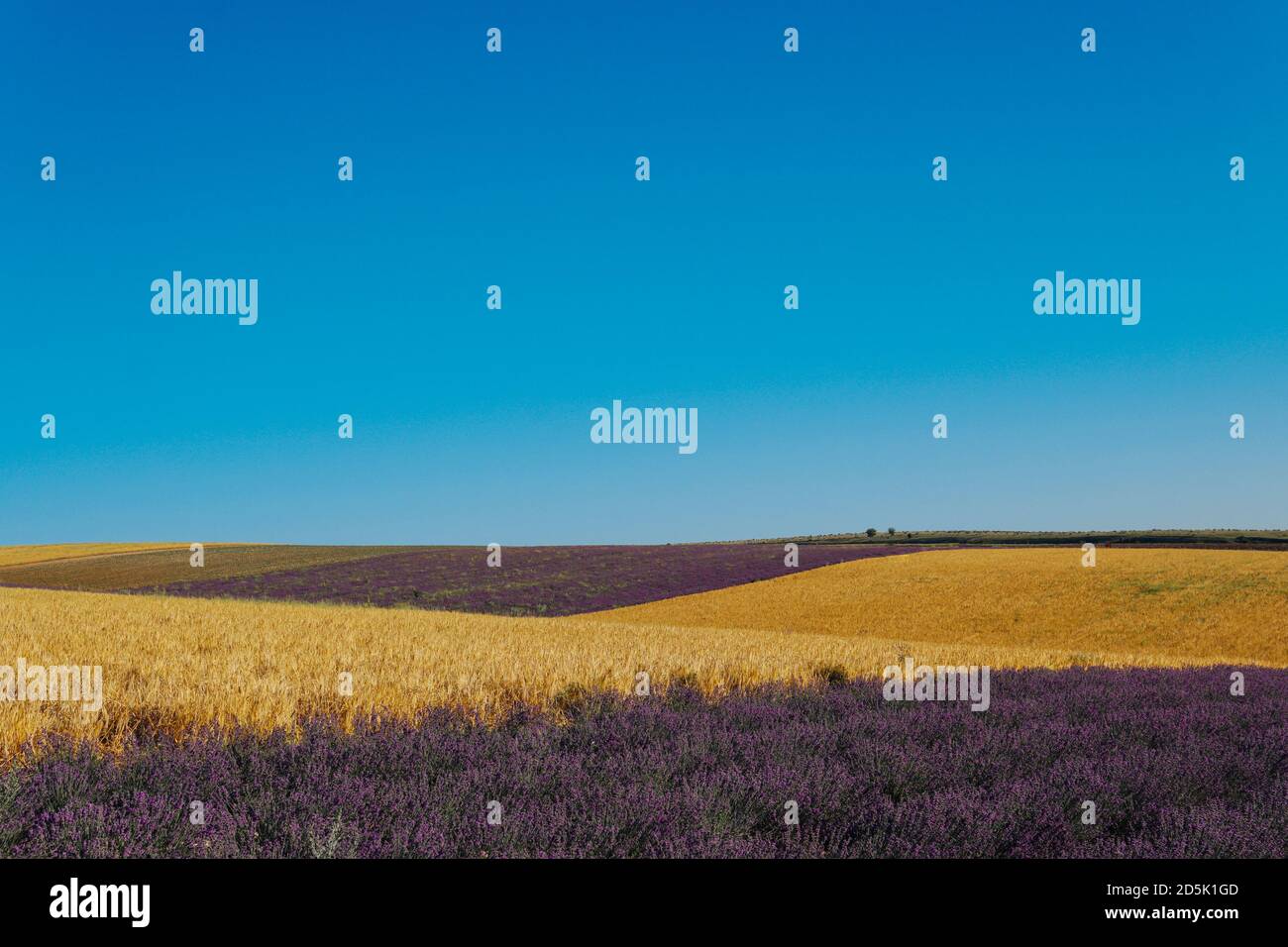 field of fragrant flowers of purple lavender and yellow wheat Provence harvest Stock Photo