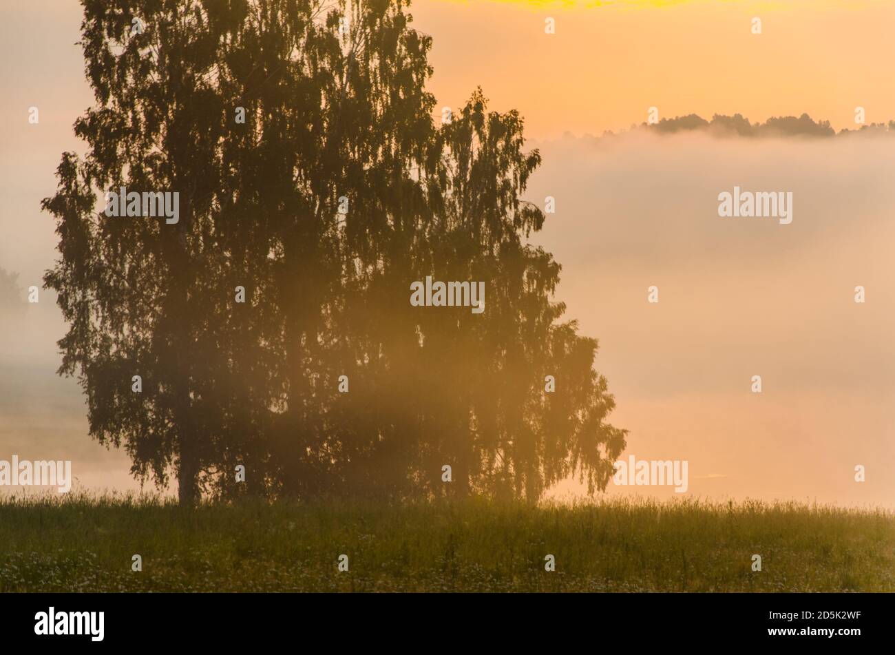 morning fog over the lake. Sunlight through the forest Stock Photo - Alamy
