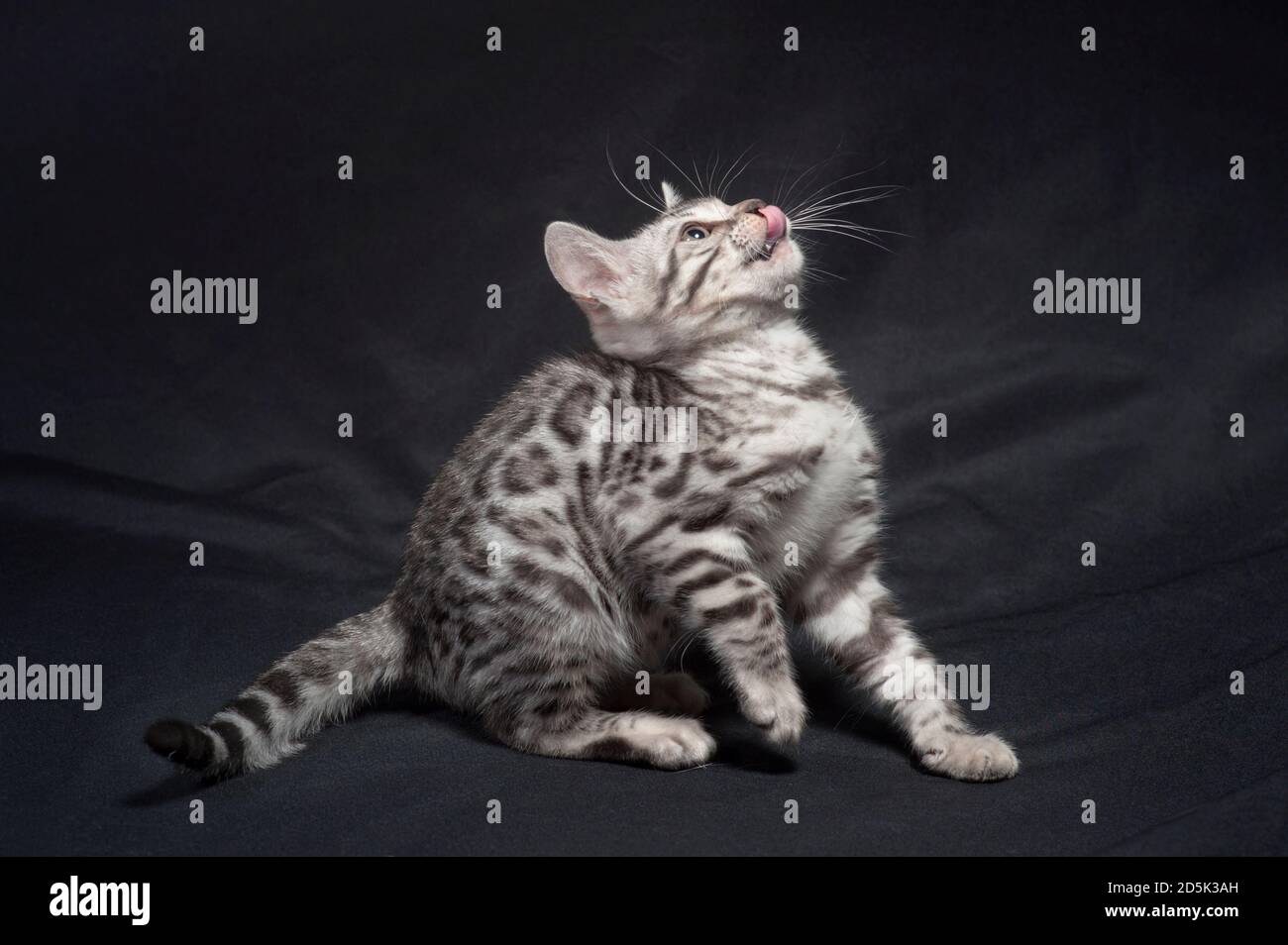 Adorable silver bengal kitten looking up and licking its lips. Stock Photo