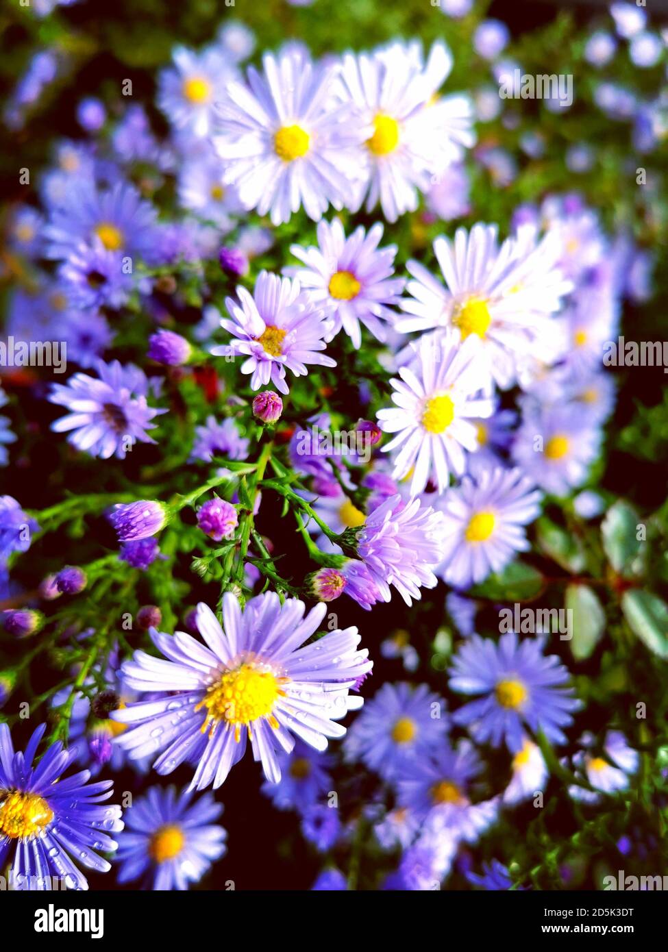 floral background with blue michaelmas daisies, blossoms covered with raindrops Stock Photo