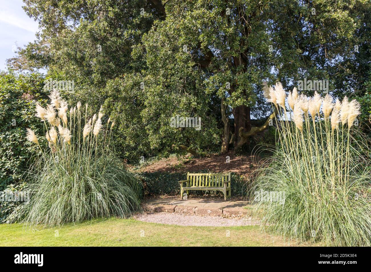Secluded corner in a park with wooden bench framed by tall pampas grass Cortaderia selloana. Stock Photo