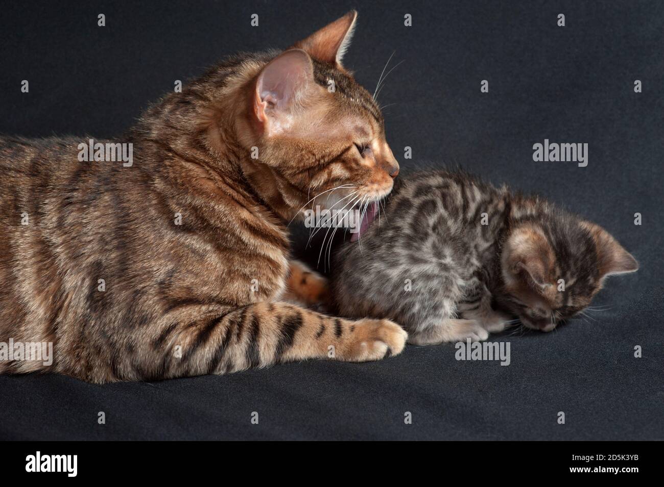 Mother bengal cat washing her baby. Stock Photo